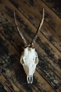 Buck skull on old boards Stock Photos