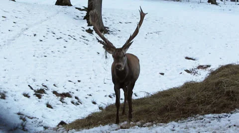 Buck standing in the snow Stock Footage 26299980