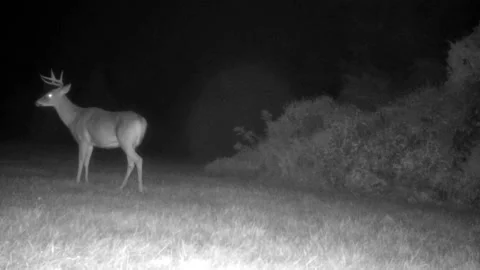 Buck Walk Stand Look Stock Footage 161889442