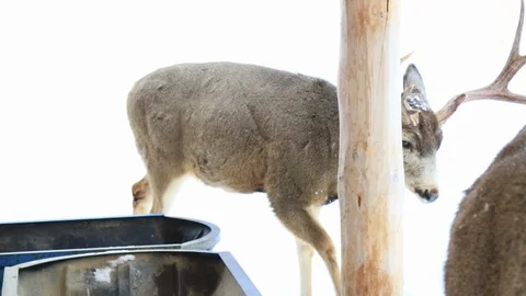 Buck walking and eating Stock Footage 127055629