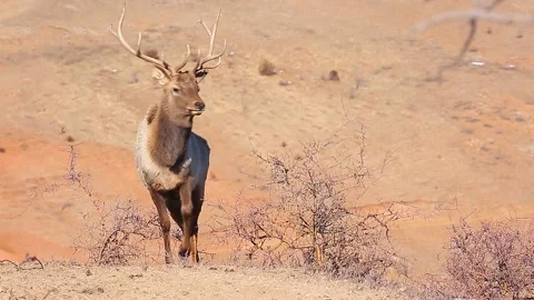 A buck is walking in the mountains close-up. Stock Footage 153085515