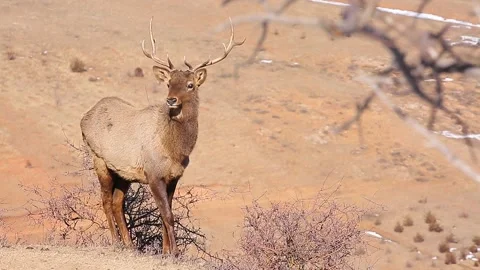 A buck is walking in the mountains close-up. Stock Footage 153086152