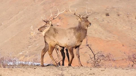 A buck is walking in the mountains close-up. Stock Footage 153086184