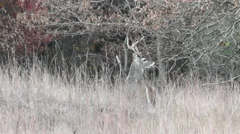 Buck Walks Away Stock Footage 12700839