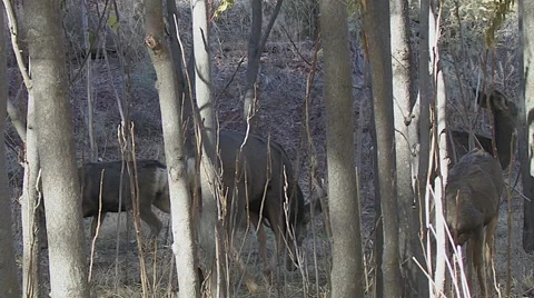 Buck in Woods Sniffing Around Does for Signs of Estrus Stock Footage 49671947