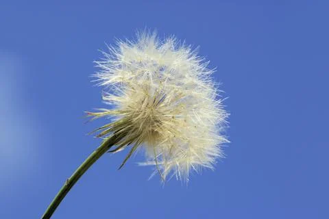 Buckbeard, Western Salsify Foto stock