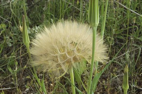 Buckbeard, Western Salsify Foto stock