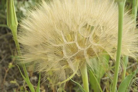 Buckbeard, Western Salsify Foto stock