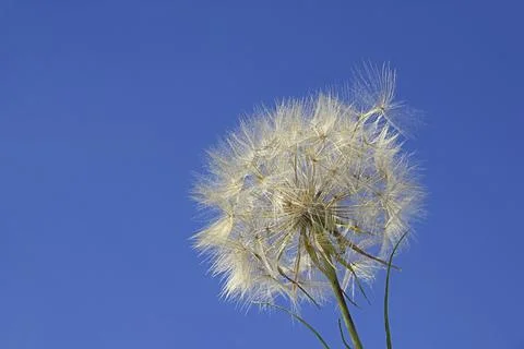 Buckbeard, Western Salsify Stock Photos
