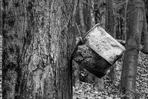 Bucket and tree Stock Photos