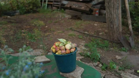 Bucket with apples Stock Footage 95273776