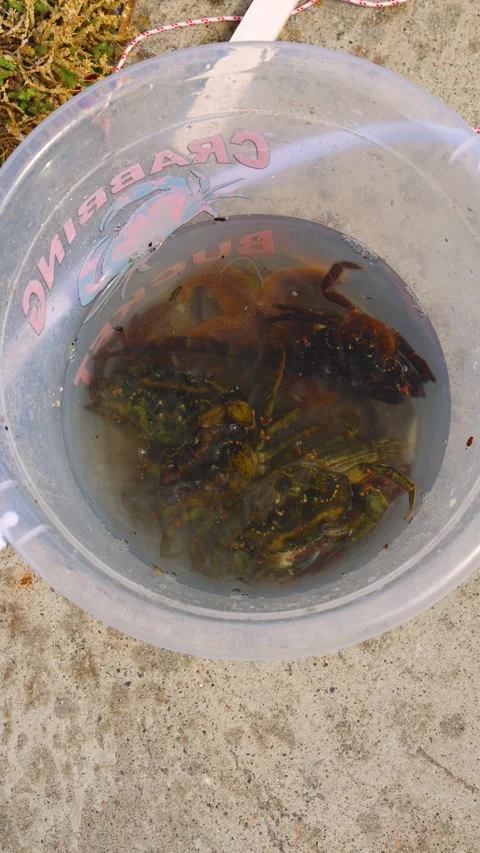 Bucket with beach crabs Stock Footage 201683949