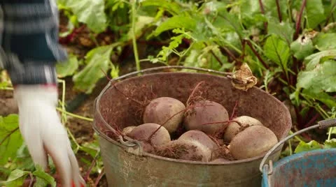 Bucket Of Beet Video stock 22277928