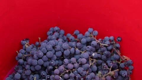 Bucket of blue grape. Red wine grapes on vine in vineyard, close-up. Winema.. Stock-Footage 270075798