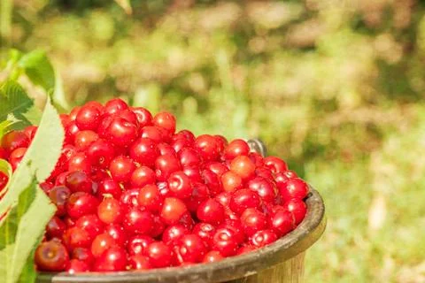 Bucket with cherry standing in the grass Stock Photos