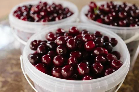 Bucket of cherry when i went to cherry farm Stock Photos