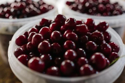 Bucket of cherry when i went to cherry farm Stock Photos
