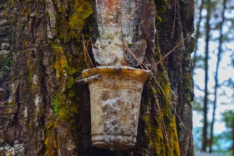 A bucket containing pine sap which after being used to deposit the sap to c.. Stock Photos