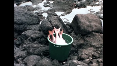Bucket of Fish on Rocks Stock Footage 278167405