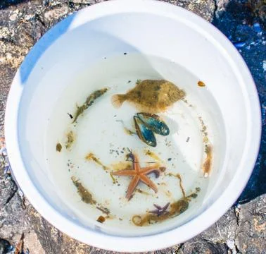 A bucket with a flatfish Stock Photos