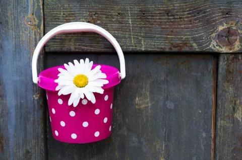 Bucket with flower Stock Photos