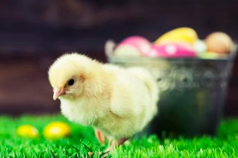 Bucket full of easter eggs and chicken Stock Photos