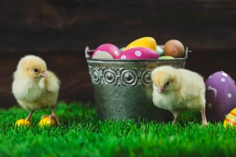 Bucket full of easter eggs and chicken Stock Photos