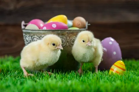 Bucket full of easter eggs and chicken Stock Photos