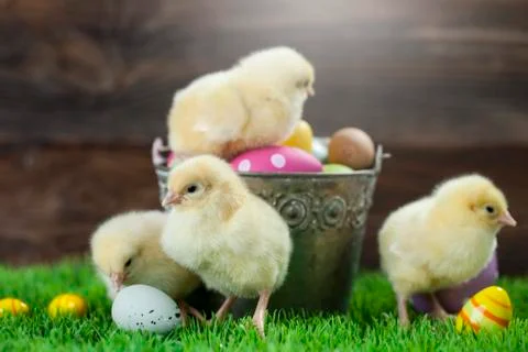 Bucket full of easter eggs and chicken Stock Photos