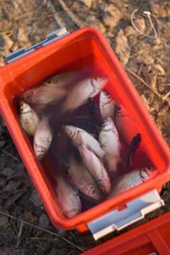 The bucket full of fish Stock Photos