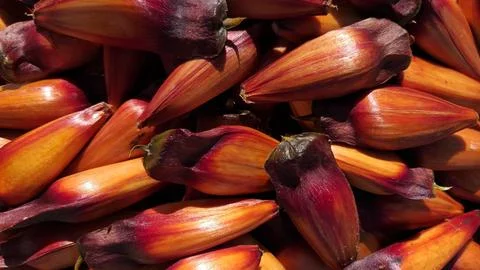 Bucket full of pine nuts, with a reddish color. This seed from the araucaria Foto stock