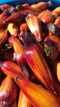 Bucket full of pine nuts, with a reddish color. This seed from the araucaria Foto stock
