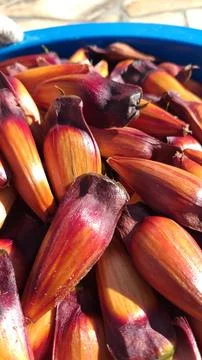 Bucket full of pine nuts, with a reddish color. This seed from the araucaria Foto stock