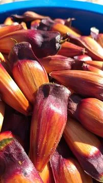 Bucket full of pine nuts, with a reddish color. This seed from the araucaria Stock Photos