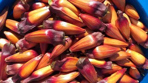 Bucket full of pine nuts, with a reddish color. This seed from the araucaria Stock Photos