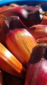 Bucket full of pine nuts, with a reddish color. This seed from the araucaria Foto stock