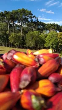 Bucket full of pine nuts, with a reddish color and the araucaria tree (Arauca Stock Photos
