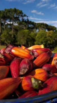 Bucket full of pine nuts, with a reddish color and the araucaria tree (Arauca Stock Photos