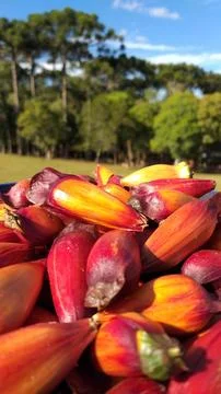 Bucket full of pine nuts, with a reddish color and the araucaria tree (Arauca Stock Photos