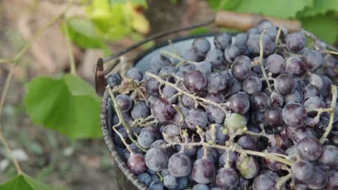 A bucket full of red grapes. Grape harvest season. Grapes grown in the vineyard Stock Footage 161447789