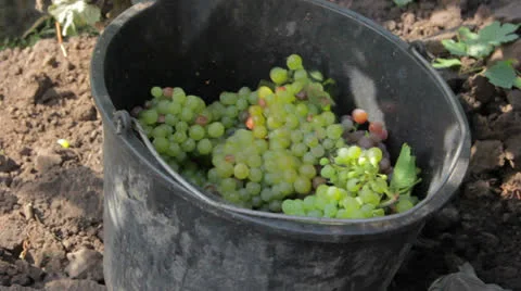 Bucket of grapes during harvesting Stock Footage 24690974