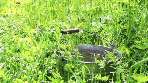 Bucket in the grass after rain Stock-Footage 77061110
