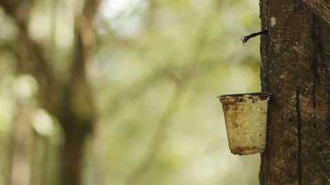 Bucket for harvesting rubber Stock Footage 253395041