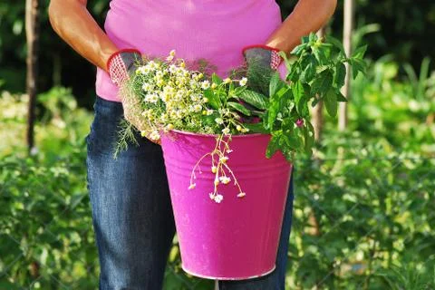 Bucket of herbs 스톡 사진