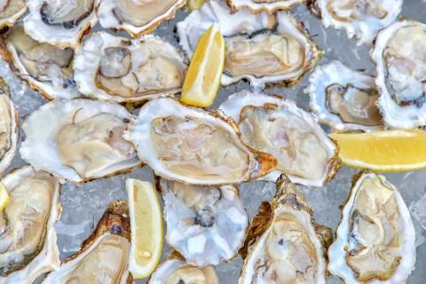 A bucket of ice filled with oysters. Stock Photos
