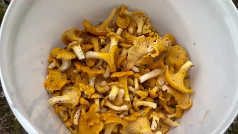 Bucket with mushrooms Stock Footage 201778972