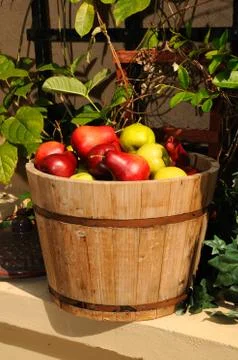 Bucket of Pears Stock Photos