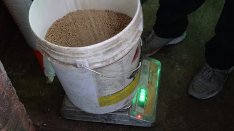 Bucket of Pellets on Digital Weighing Scale 스톡 동영상 333898130