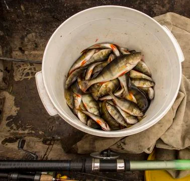 Bucket of perch Stock Photos