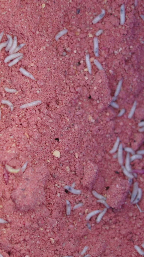 A bucket of red sand full of worms for fishing Stock Footage 274007933